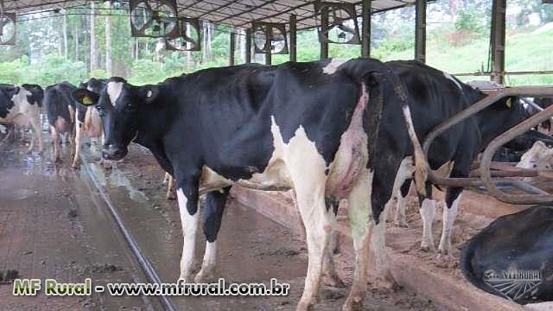 Novilhas e vacas holandesas plantel de alta producao, com