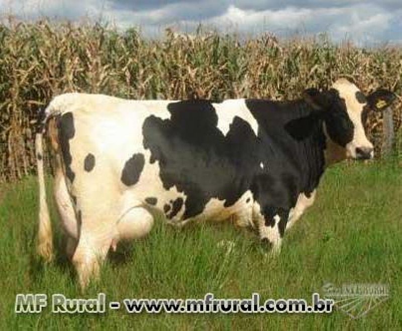 Vaca holandesa com 8 meses a venda em São paulo