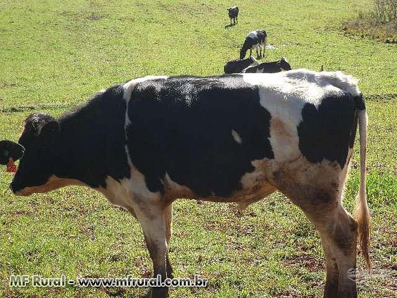 Vacas e novilhas holandesas a venda em São paulo