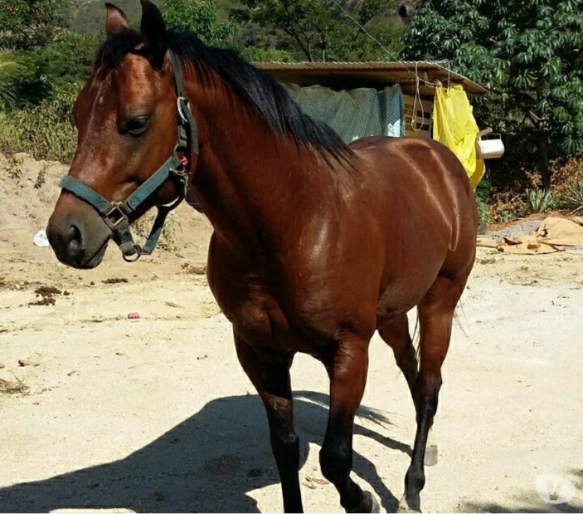 cavalo Quarto de Milha PO