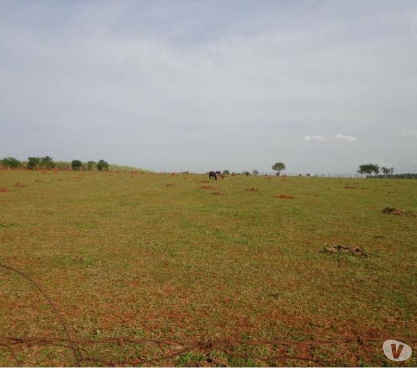 Sítio de  m² com casa, pomar e campo em Cesário