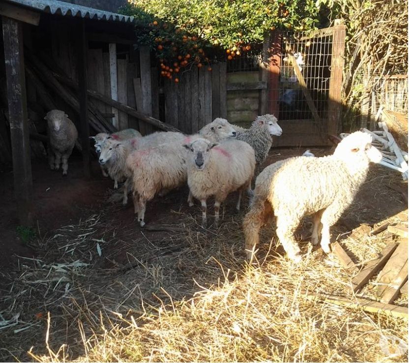 lote de ovelhas apartir de 300 reais cada