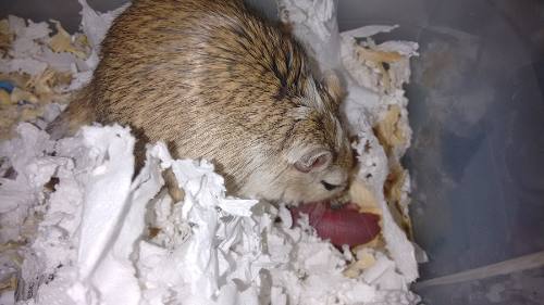Gerbil, Esquilo Da Mongólia
