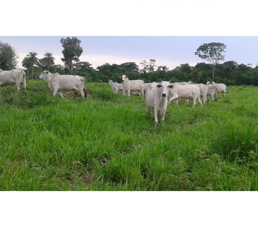 Fazenda em BARRA DO OURO - TO, Dupla Aptidão