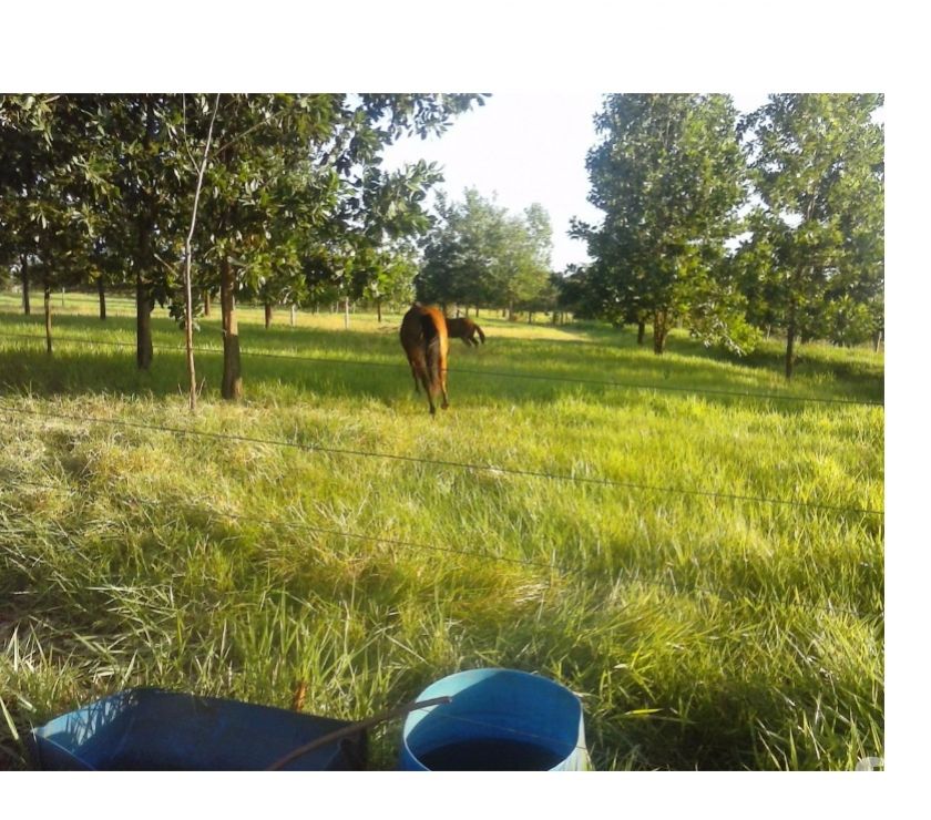 Fazenda  Ha em Camapuã-MS