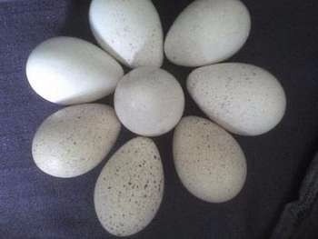 Ovos Galados De Peru Gigante Duzias Com 15 Unidades