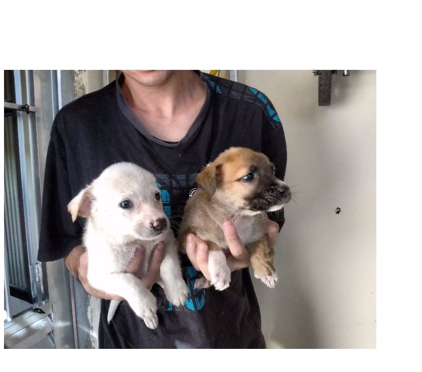 cachorrinhos srd porte médio com 3 meses