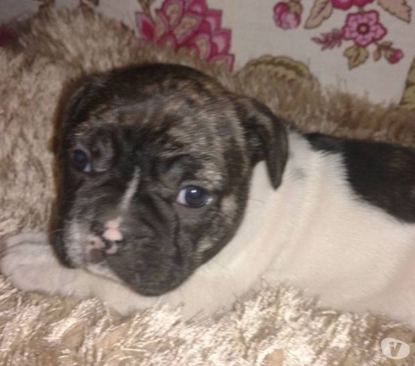 Promoção Buldogue Frances 12X de 160 Whatsapp