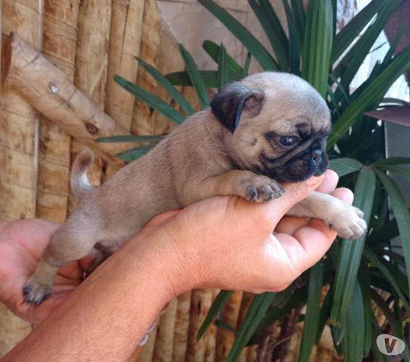 Super promoção Pug macho WhatsApp