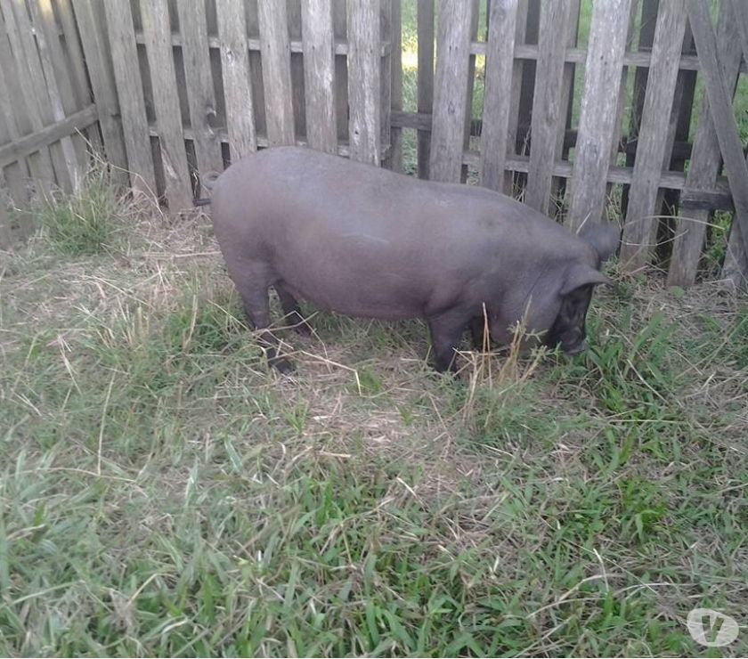 leitoes macaus puros