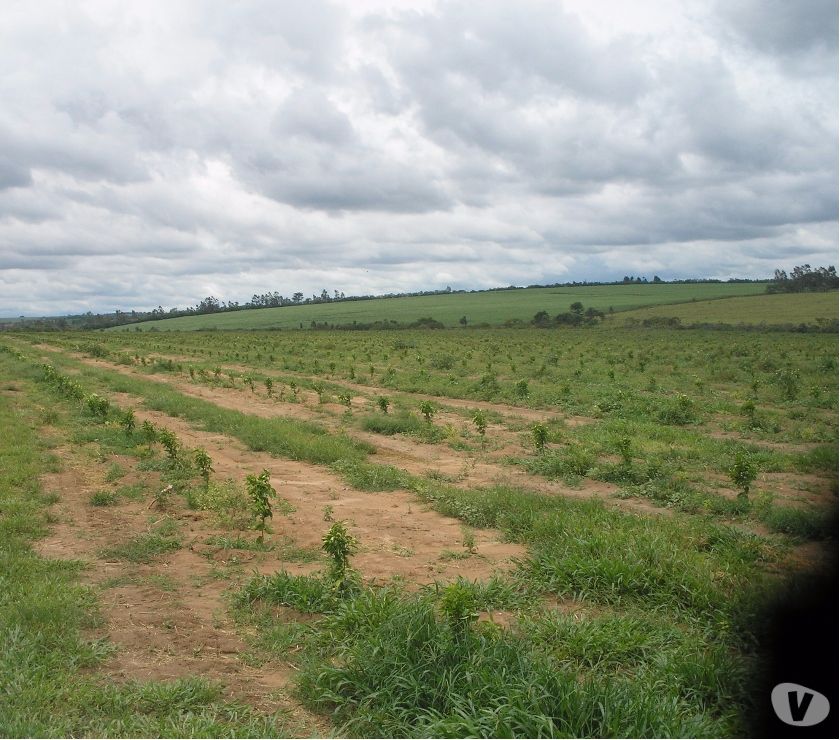 Fazenda 513 Alq. Bauru-SP