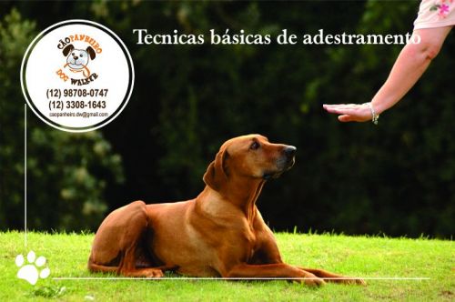 Adestramentos Básico para Cães