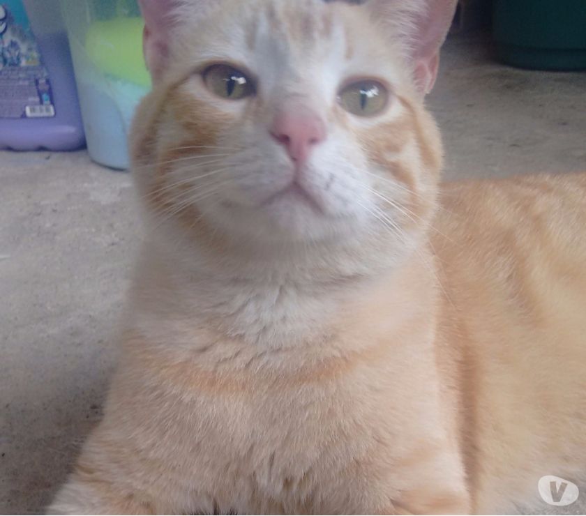 Lindos gatinhos estilo Garfield