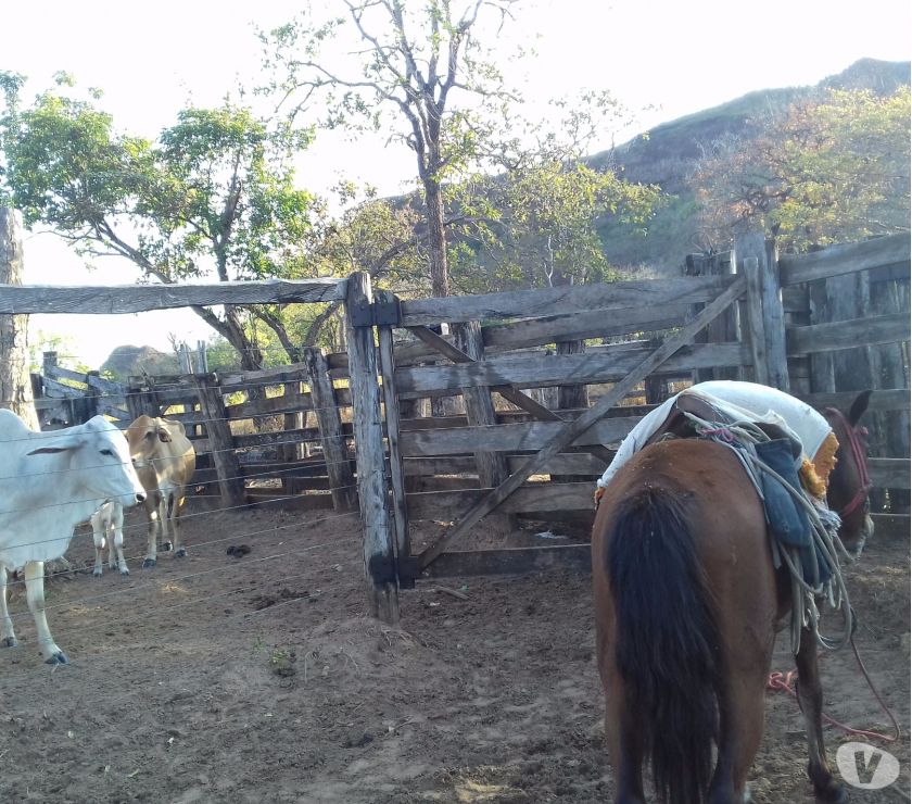 Fazenda no poxoreo 795hect lreg paraiso 