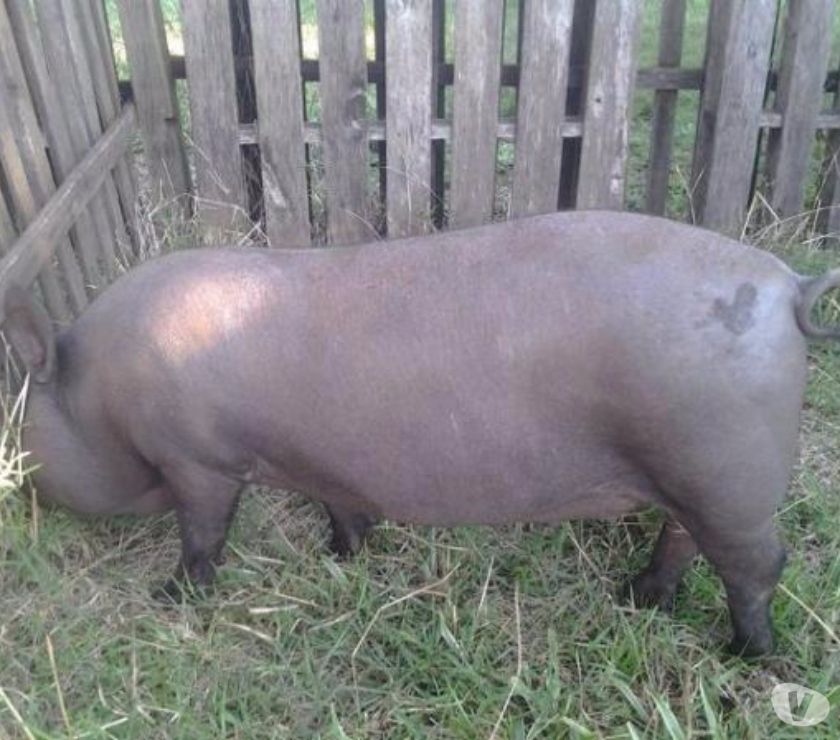 leitoes macaus puros