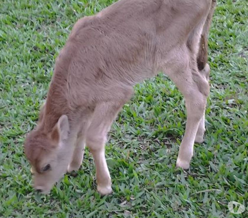 terneira jersey pura