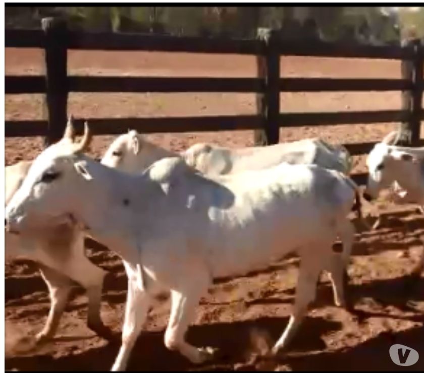 102 Vacas Nelore Paridas