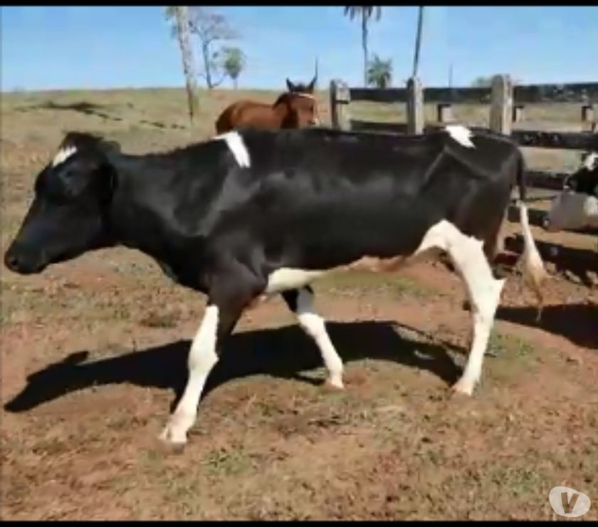 100 Novilhas Girolando (34 e 78) Prenhas