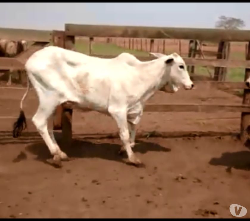 Qualidade A Venda !!! 60 Bezerras Nelore