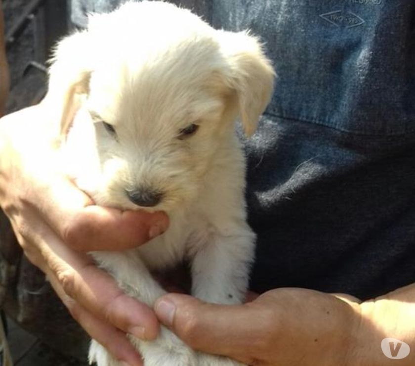 poodles para doação