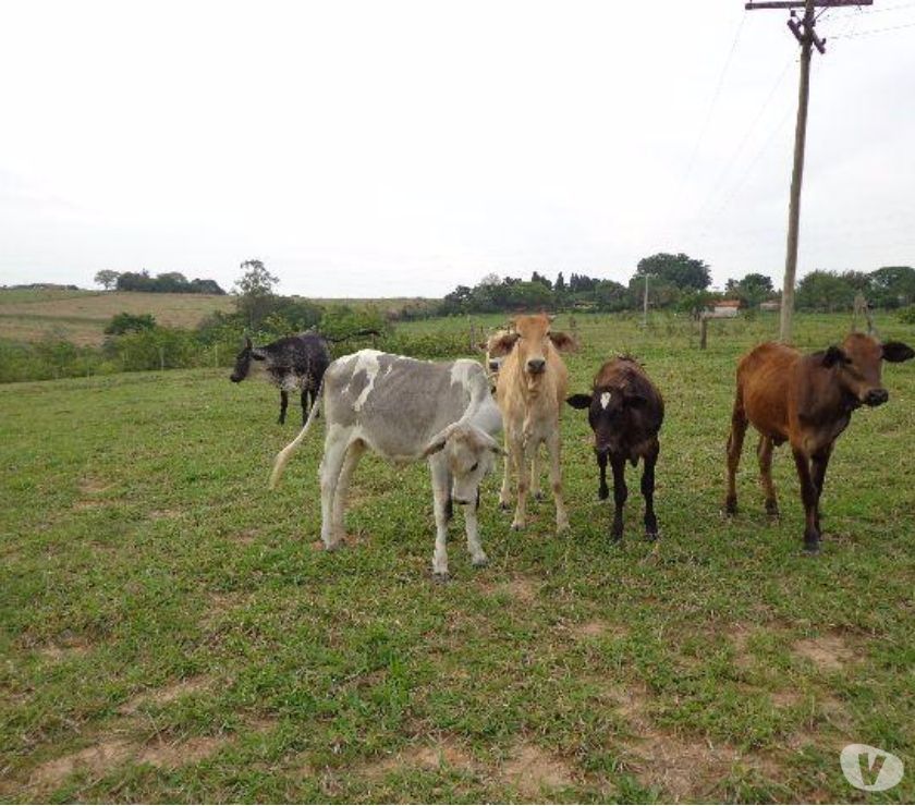 Sítio de 2 alqueires em Cesário Lange