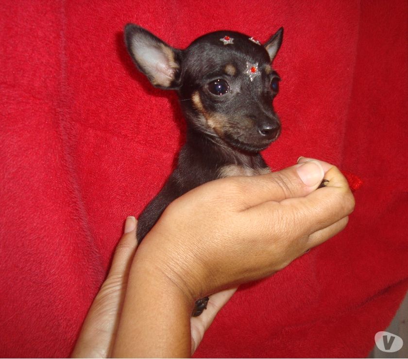 Pinscher Fêmea Zero Com Um linda parcelamos no cartão
