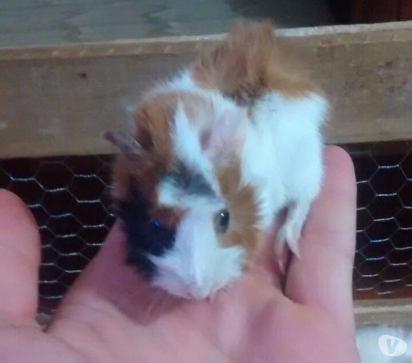 porquinhos da índia peruano