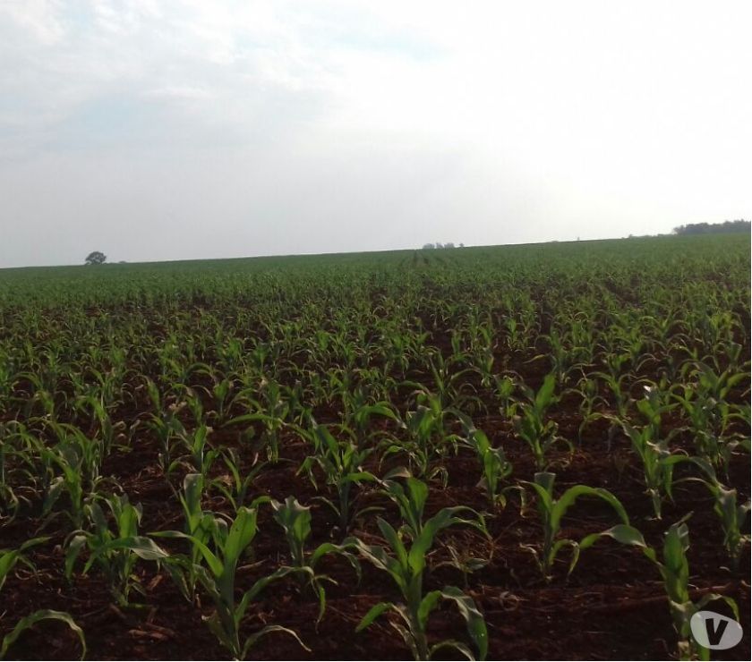 LINDA FAZENDA COM 524 HECTARES EM MARACAJU MS - LAVOURA