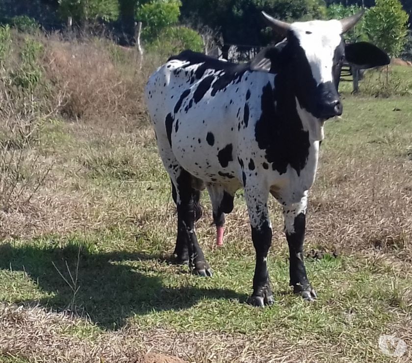 Touro de excelente qualidade