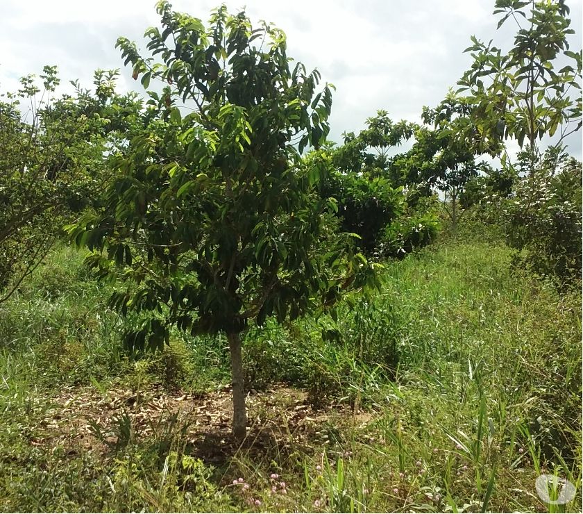 Sítio um lindo Paraiso