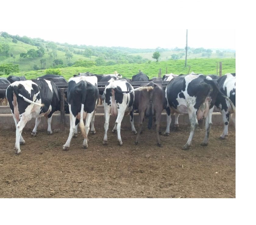 60 Vacas Girolando, 34 e 78