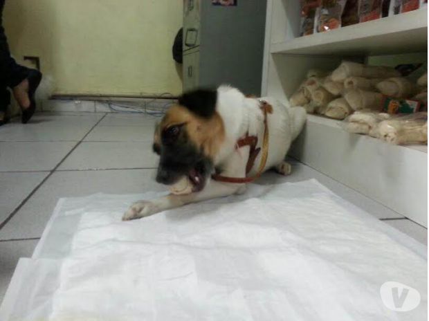 LINDA E CARINHOSA FÊMEA PARA ADOÇÃO!!!