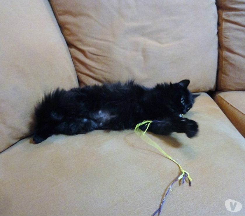 Gatinho para adoção: Yves