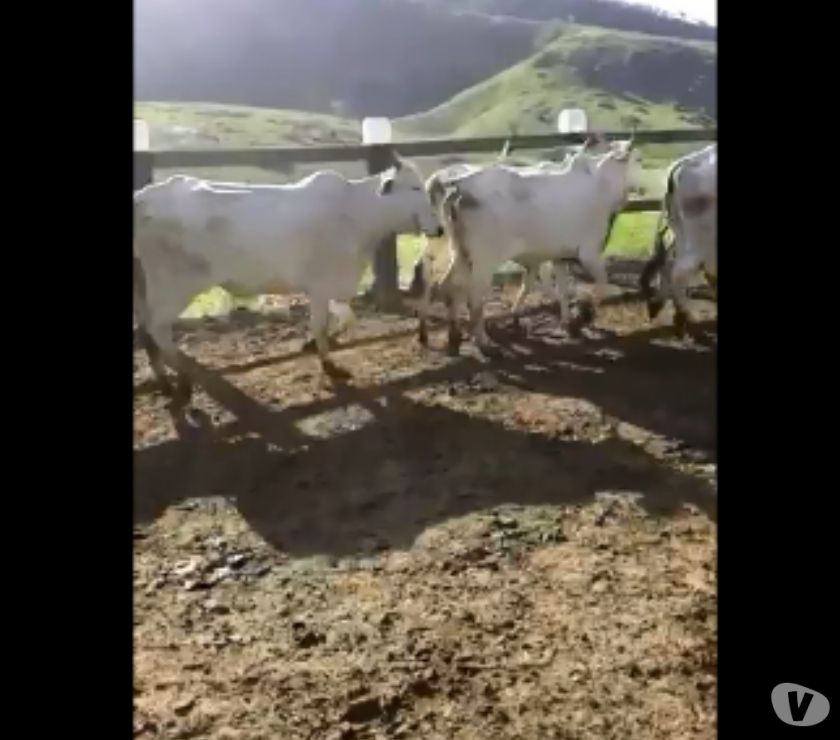 100 Vacas Nelore Paridas