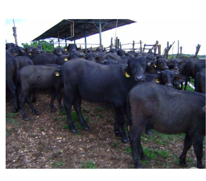 94 Bezerros de Búfalo