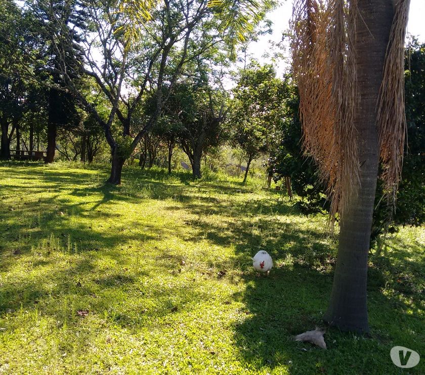 Chácara  m² - Freguesia Mundo Novo - Taquara - RS