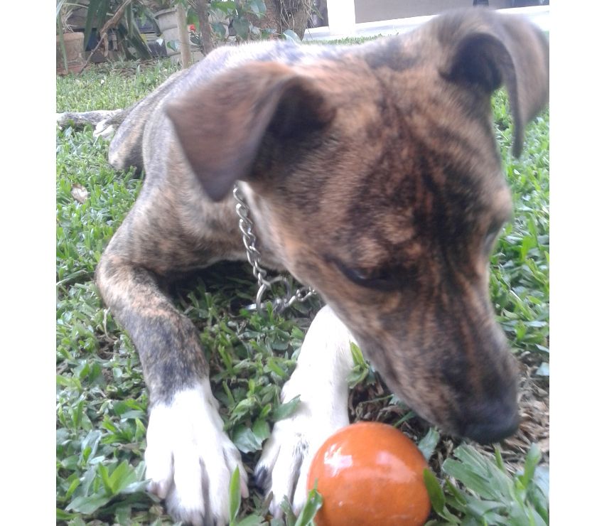 DOA-SE fêmea, 8 meses, porte médio, castrada e dócil