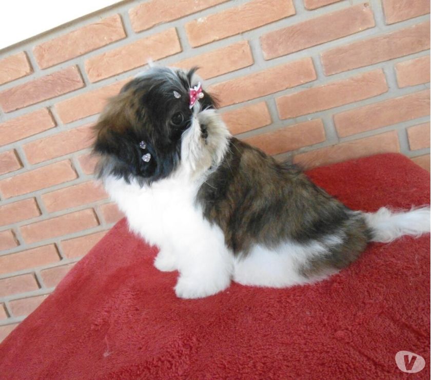 SHIH TZU FÊMEA BRANCA E TIGRADA