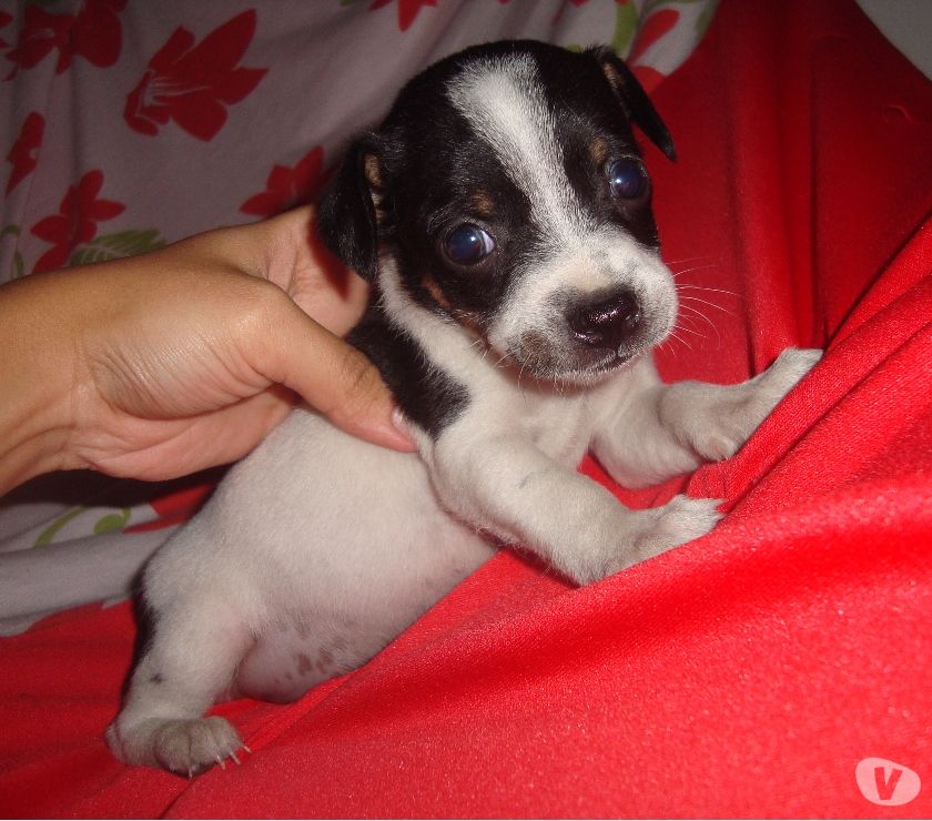 Fox paulistinha fêmea vacinada vermifugada Parcelo no