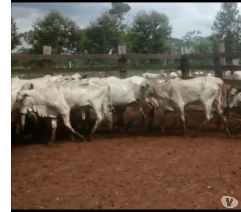 Oportunidade de Preço e Frete Grátis !!! 150 Bezerras Nelo