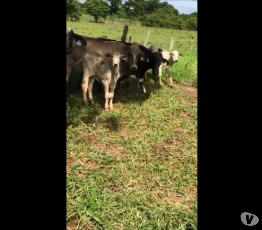 15 Receptoras Paridas e Mojando