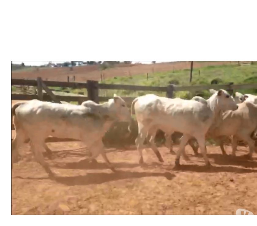 35 Novilhas Nelore L.A Paridas e Prenhas