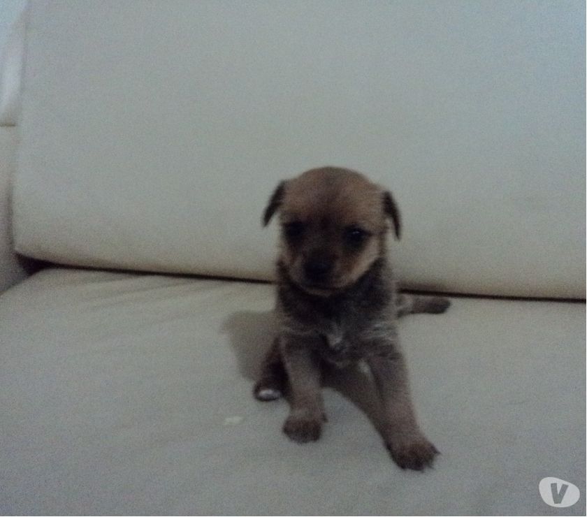 Pinscher Fêmea-Marrom 30 dias Linda e esperta!