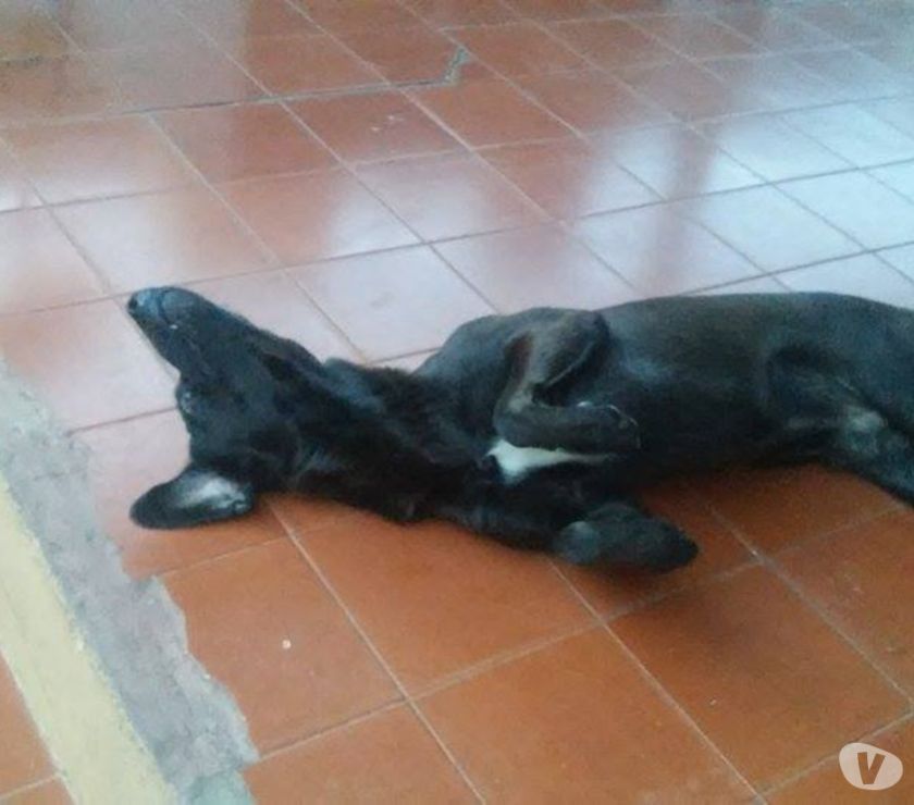 udie cachorro de apenas 1 ano