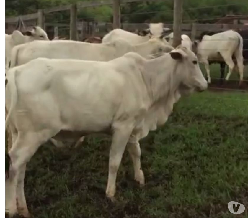 53 Novilhas Nelore Prenhas