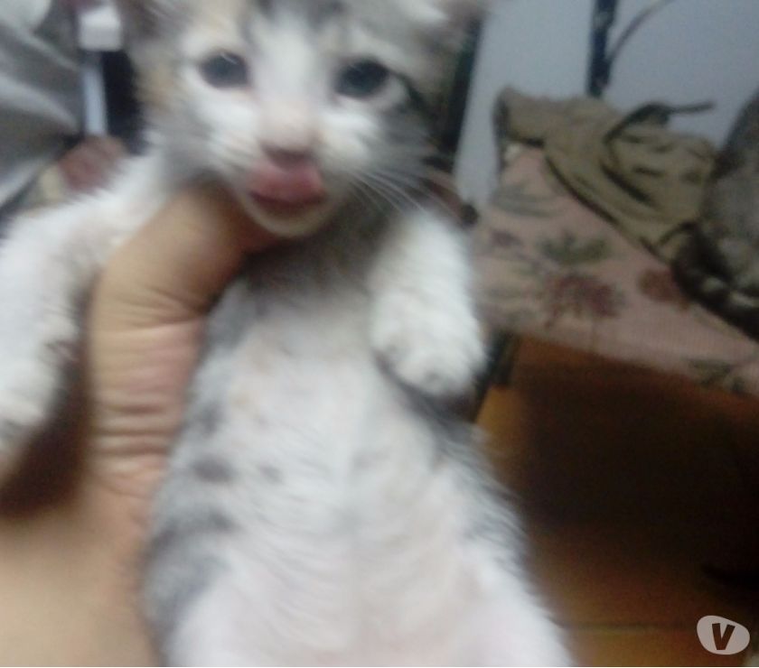 Doa_se 2 gatinhos com um mês