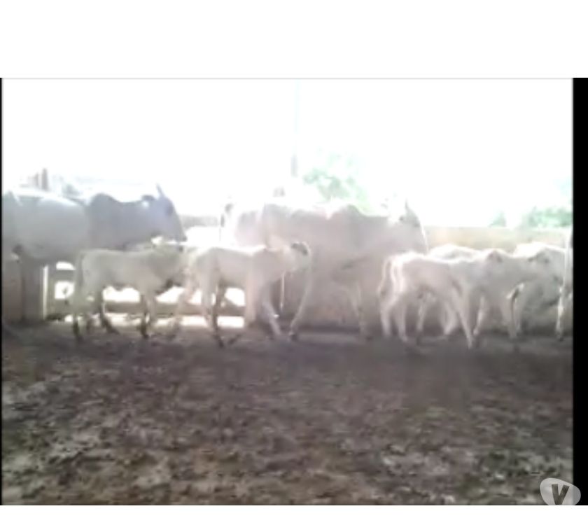 40 Vacas Nelore Paridas