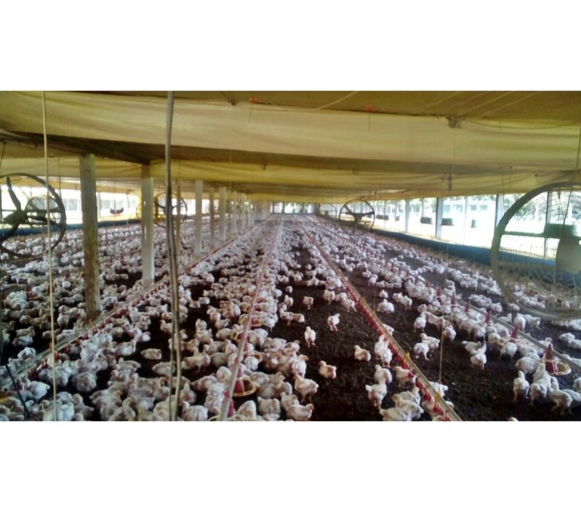 Ótimo investimento Aviários