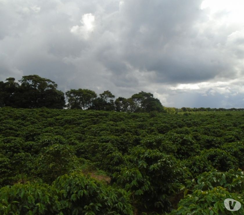 Fazenda 91 alqueires de café em Jacuí