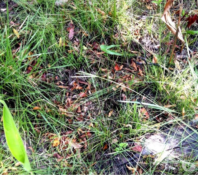 Fazenda de  hectares (556 alqueires goiano) em Dia